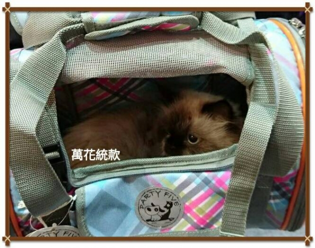 PARTY FIVE 聰明扣三合一後背款(迷你款) 2