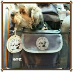 PARTY FIVE 聰明扣三合一後背款(迷你款) 4