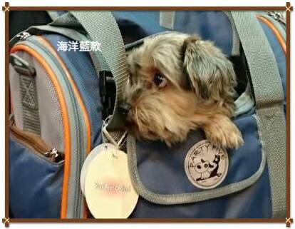 PARTY FIVE 聰明扣三合一後背款(迷你款) 3